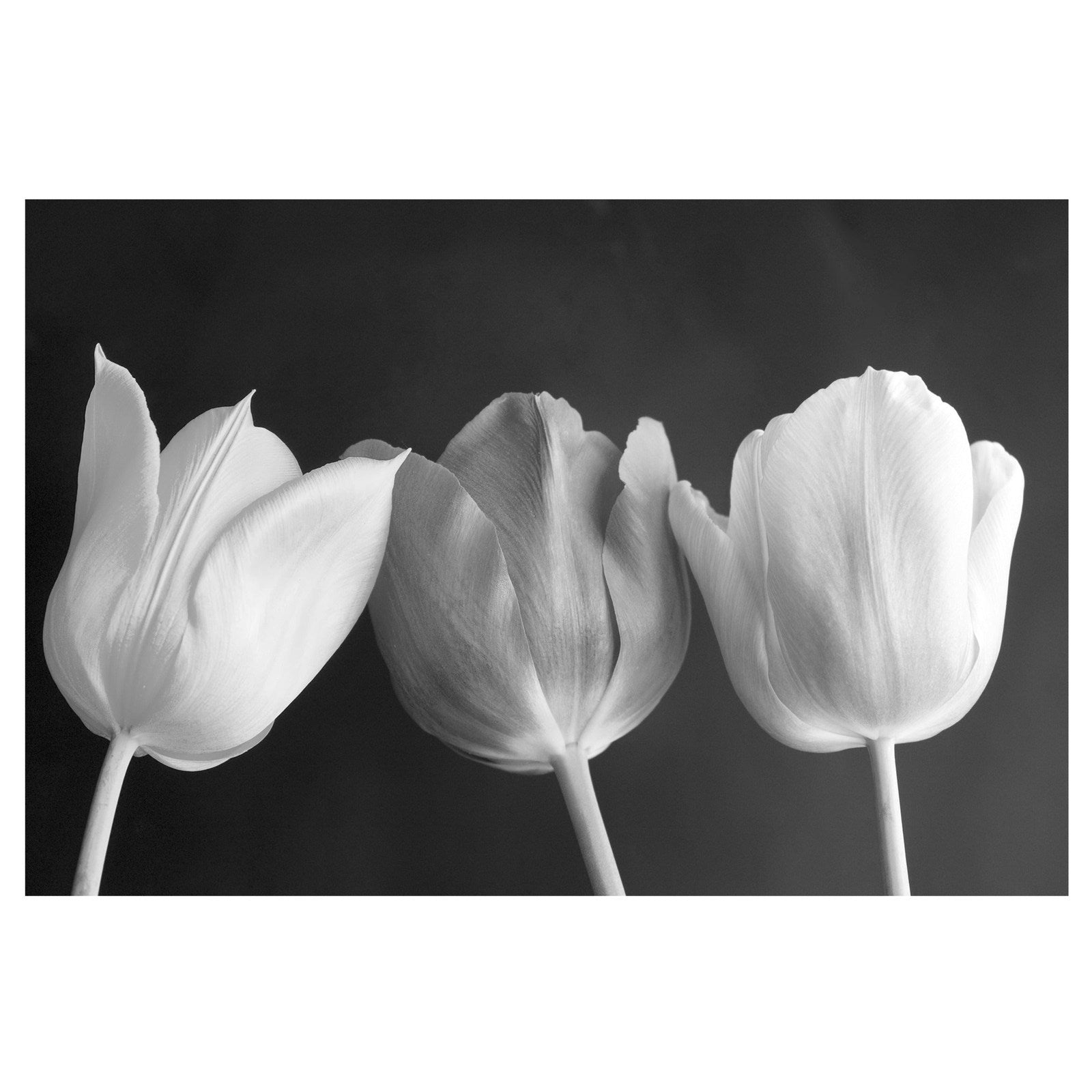 Whiteline Modern Living Spring Artwork